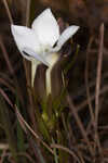 Wiregrass gentian